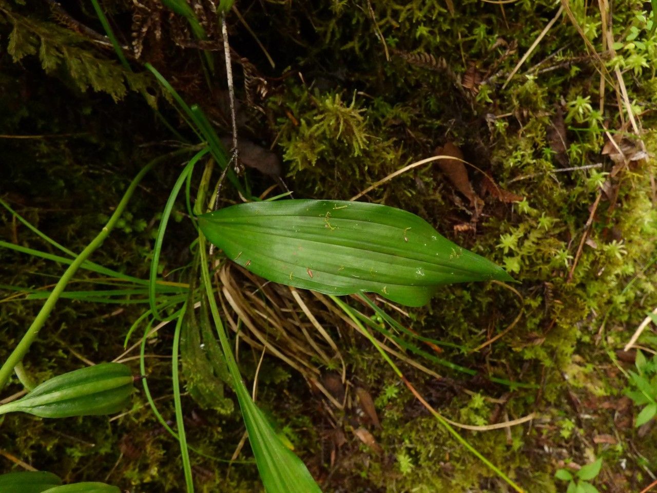 Phaius pulchellus — related species from the same genus
