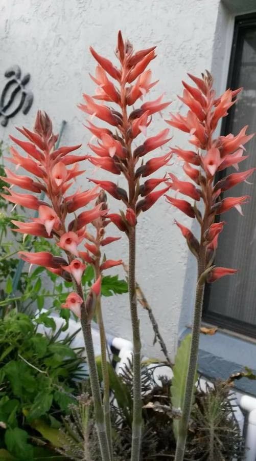 Sacoila lanceolata flower