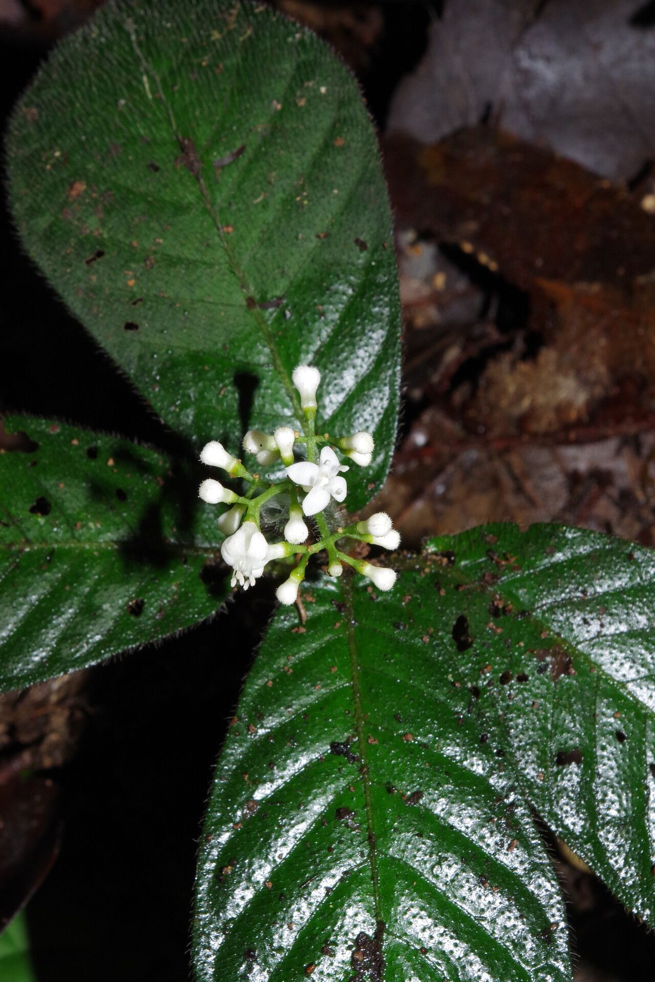 Psychotria rubristipulata flower