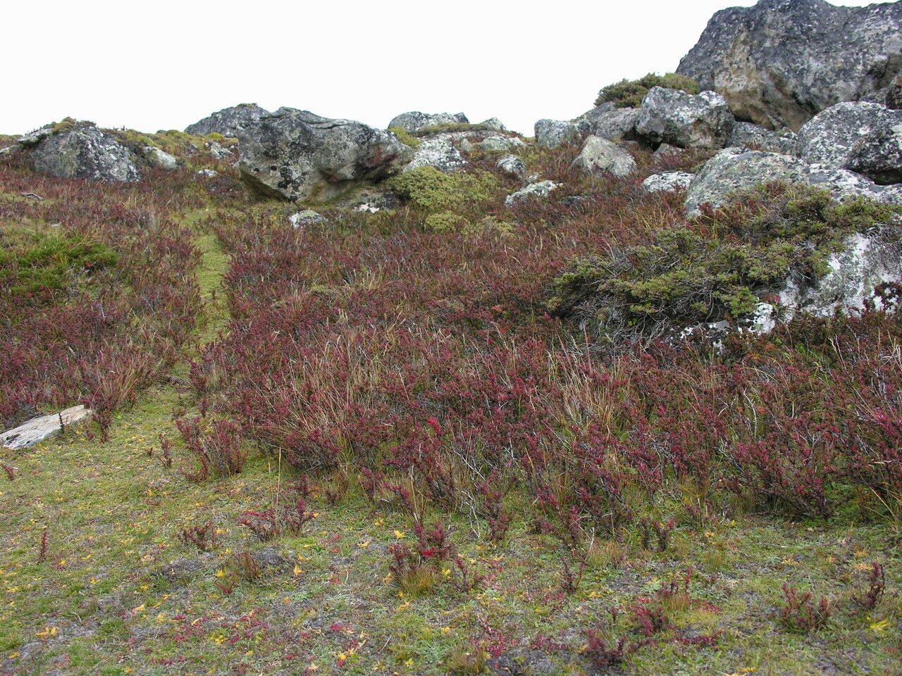 Berberis tsarica habit