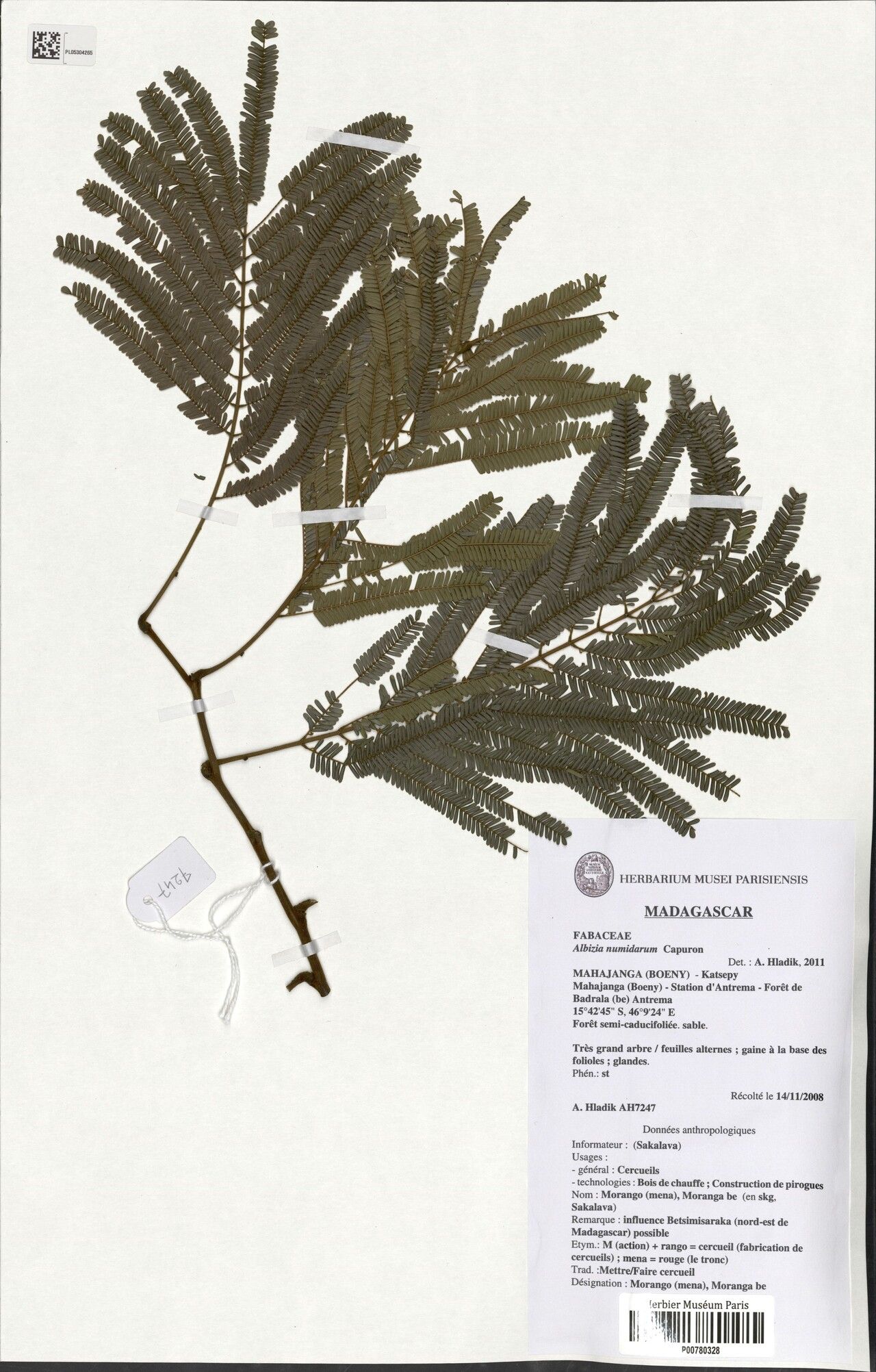 Albizia numidarum — houseplant care guide