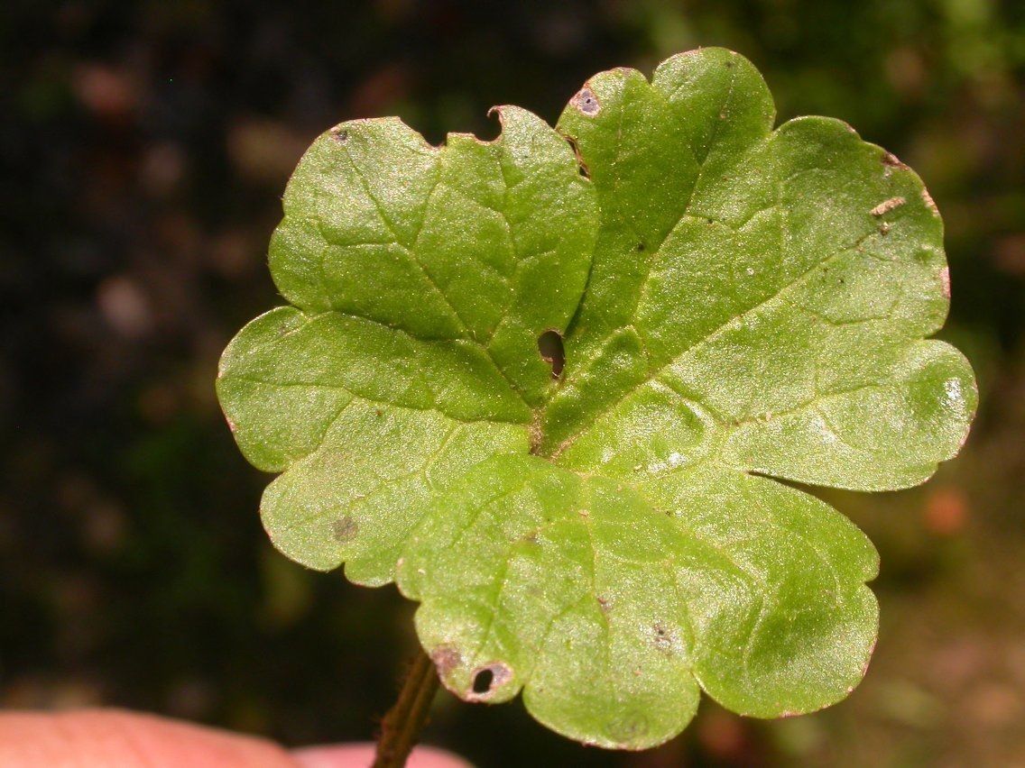 Ranunculus harveyi — houseplant care guide