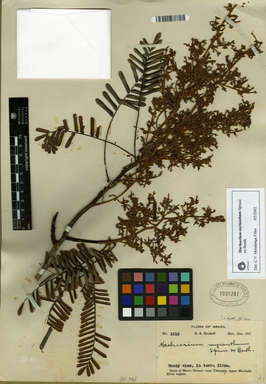 Machaerium myrianthum — houseplant care guide