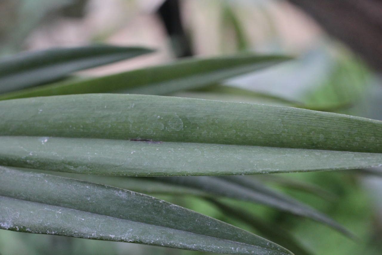 Octomeria grandiflora — houseplant care guide