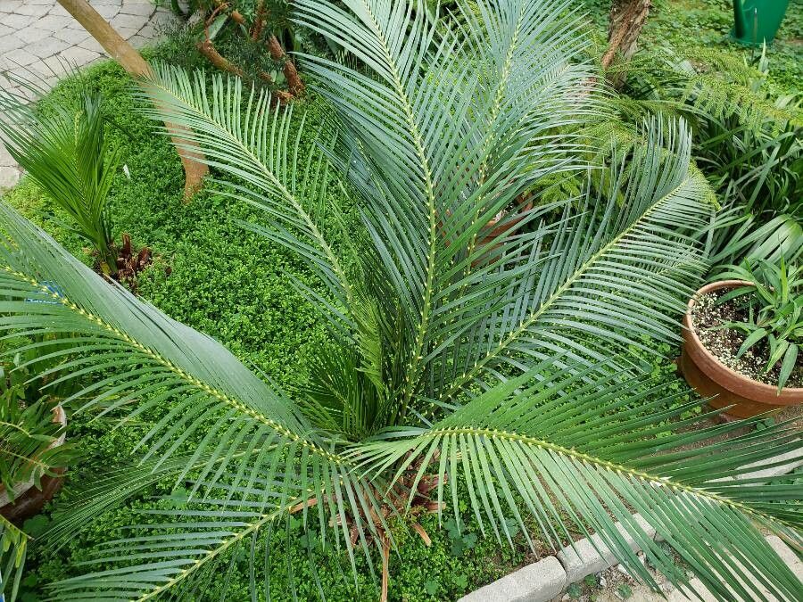 Macrozamia communis habit