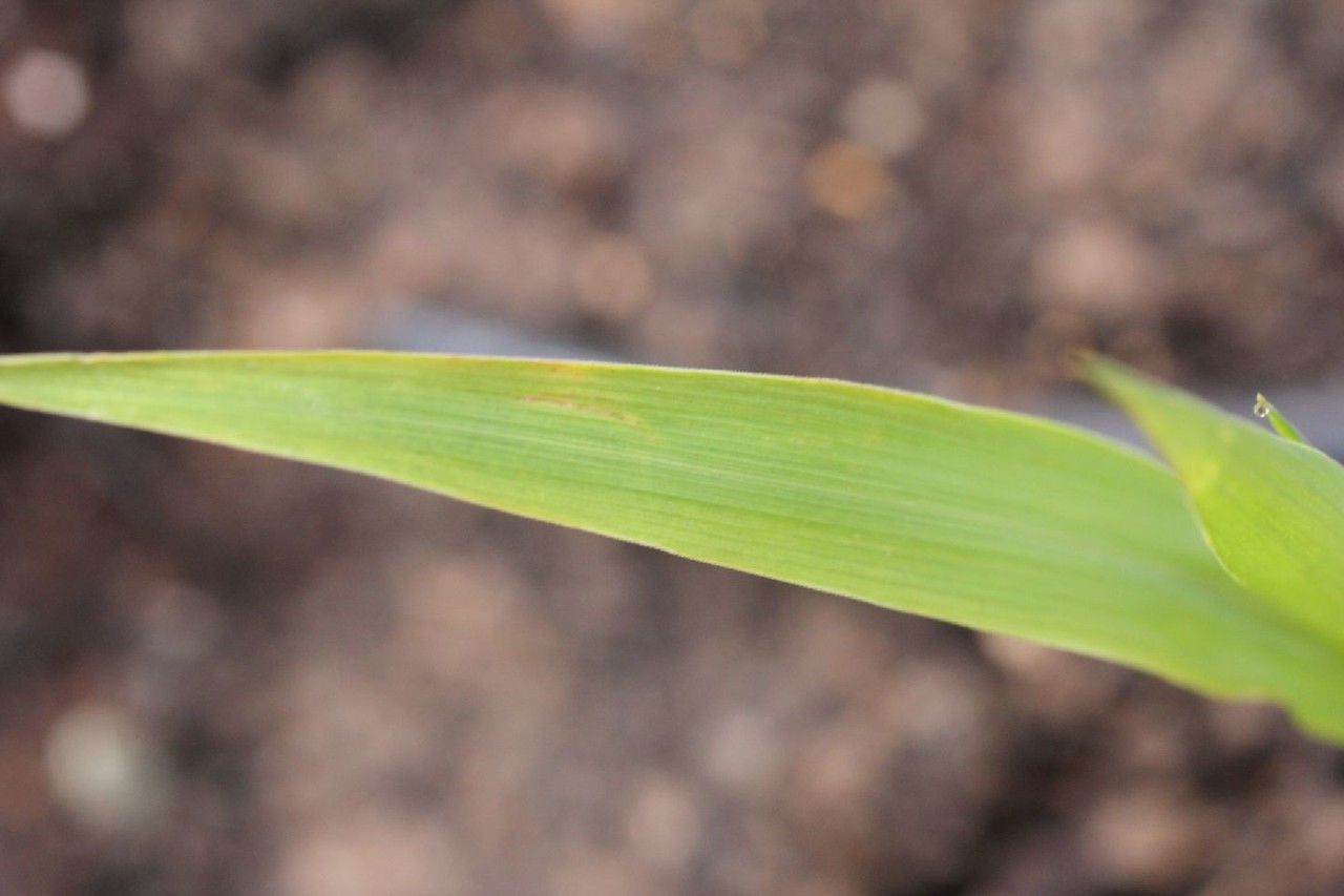 Miscanthus × giganteus leaf