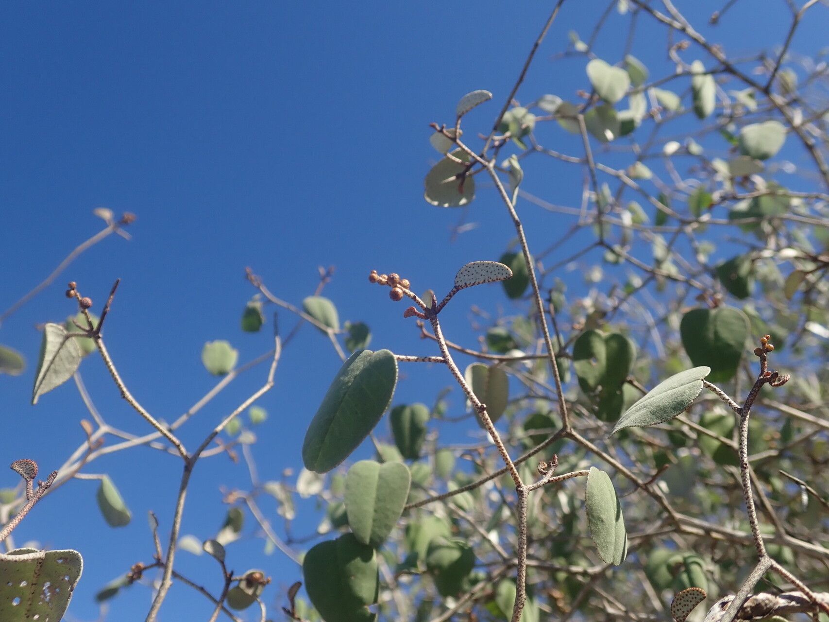 Croton miarensis — houseplant care guide