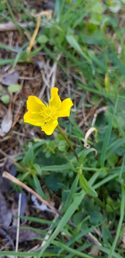 Ranunculus granatensis flower