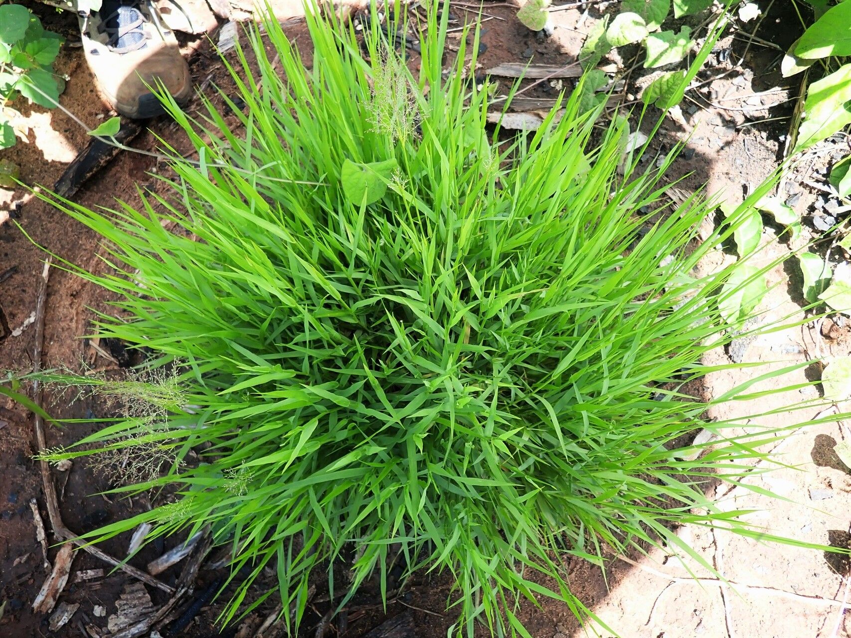 Sporobolus paniculatus habit