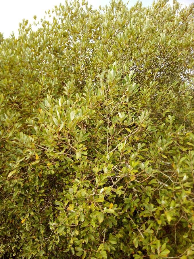 Claoxylon setosum — houseplant care guide