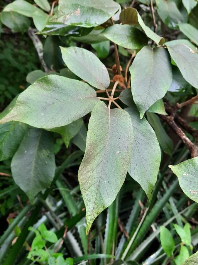 Handroanthus ochraceus — search result for 'Handroanthus'
