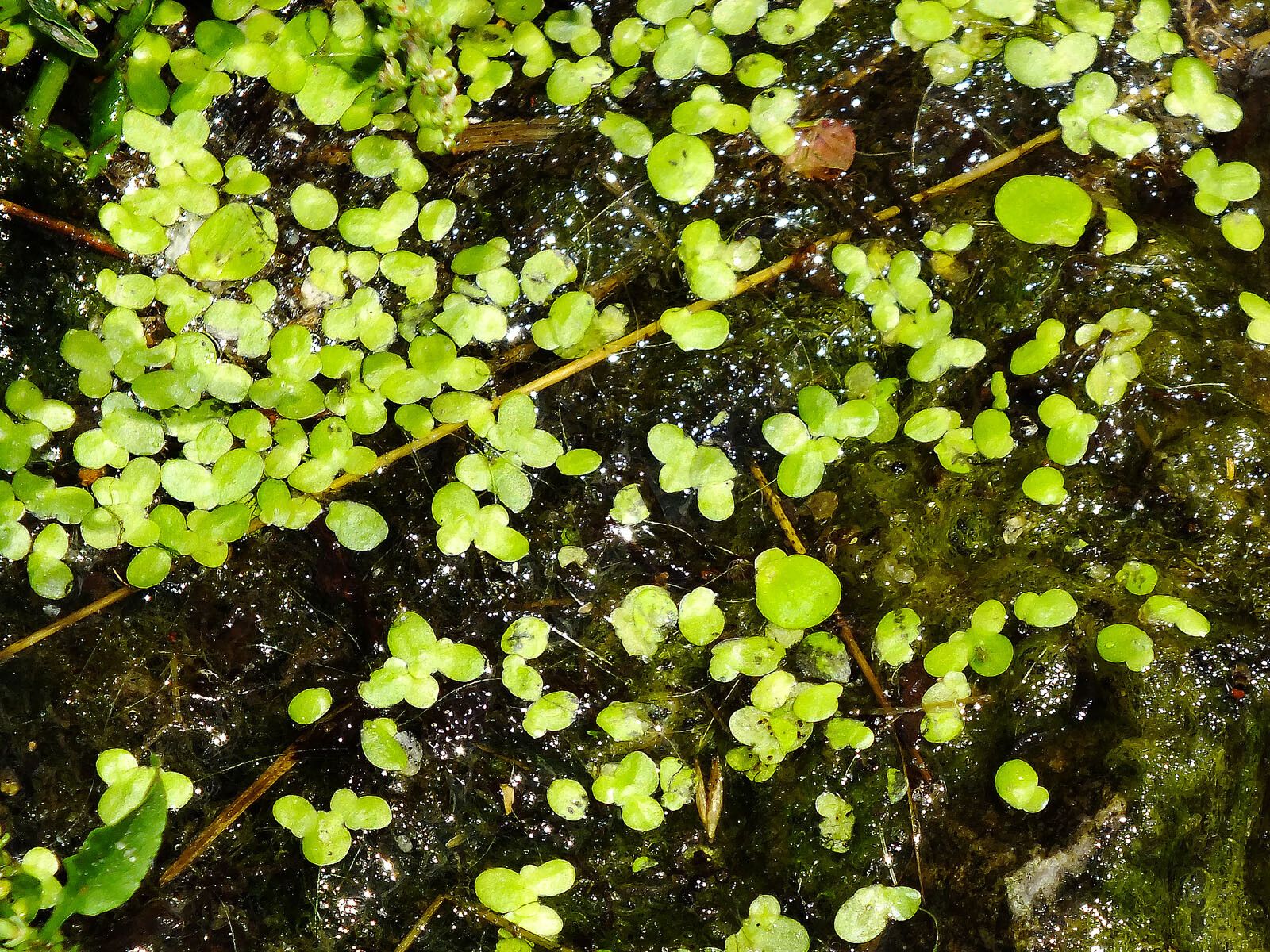 Lemna aequinoctialis habit