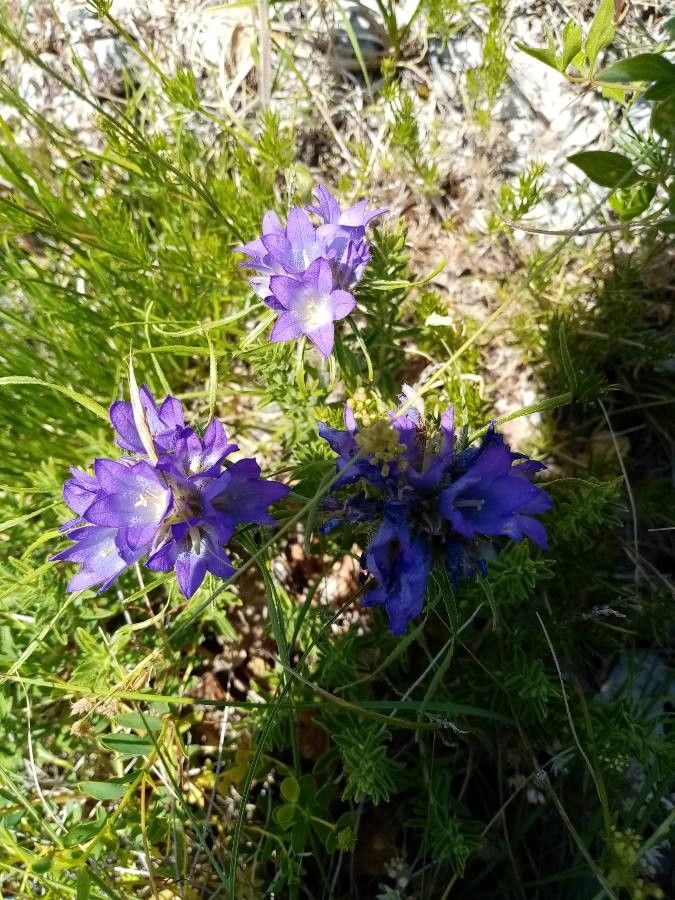Edraianthus parnassicus — related species from the same genus