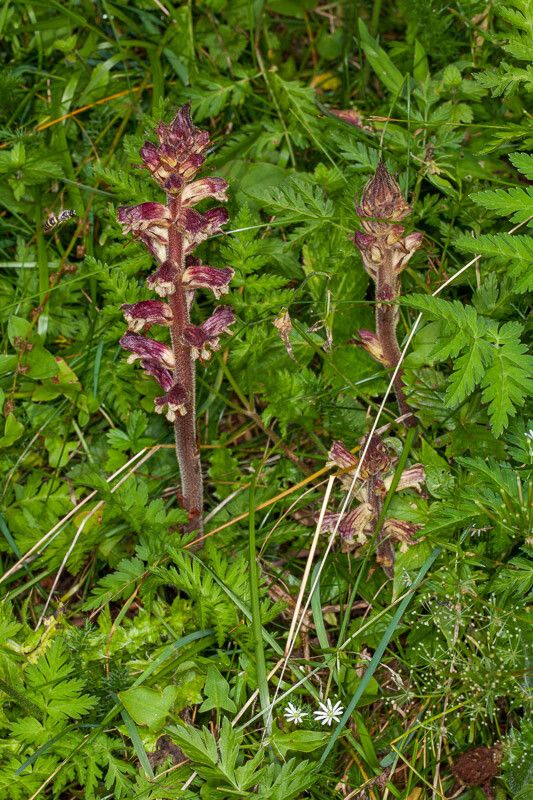Orobanche reticulata habit
