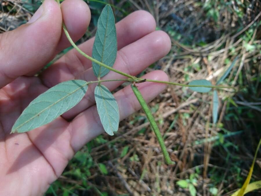 Teramnus uncinatus — related species from the same genus