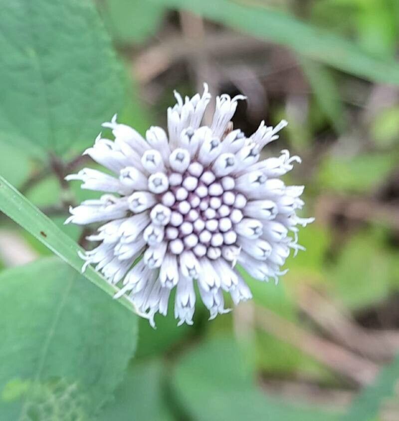 Melanthera nivea flower