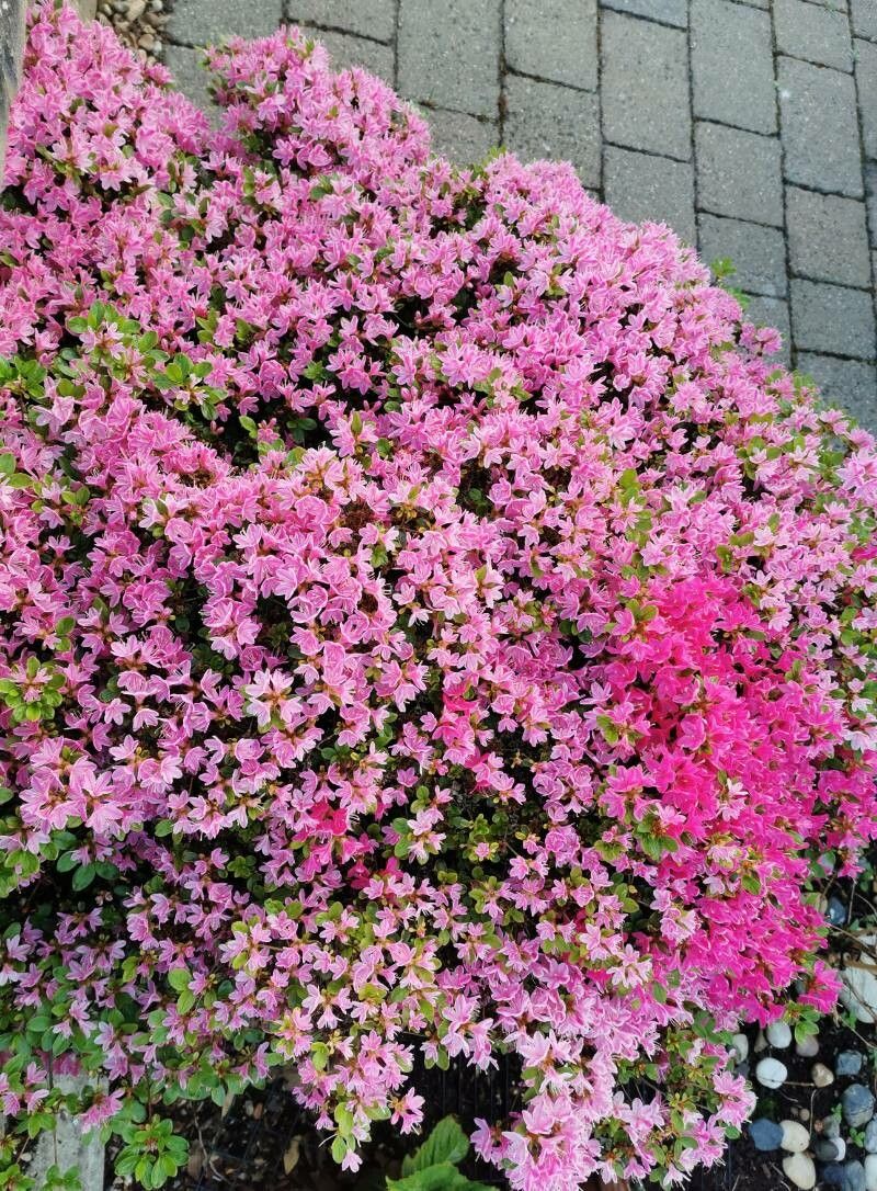 Rhododendron kiusianum other