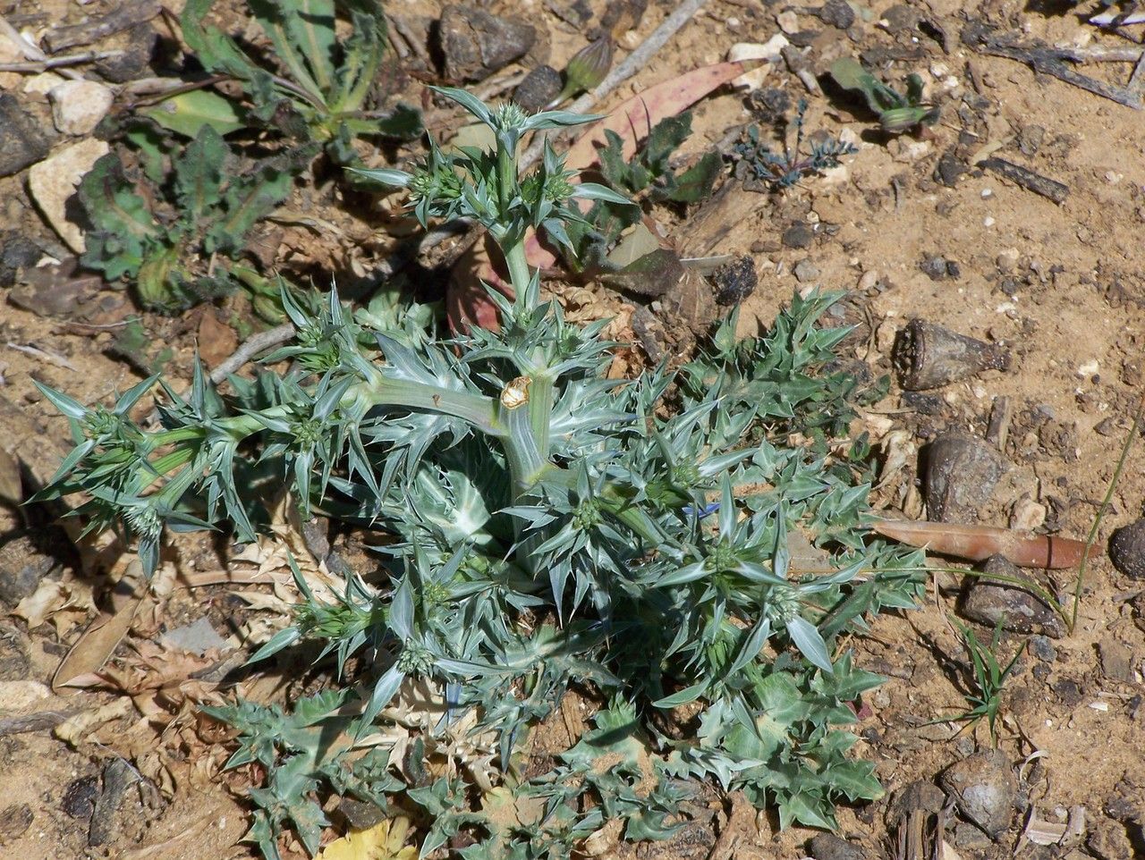 Eryngium triquetrum habit