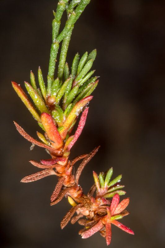 Limonium articulatum leaf