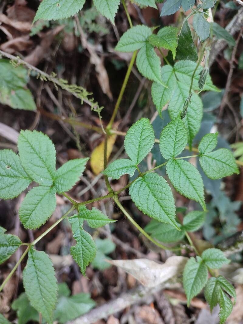 Astilbe rivularis leaf