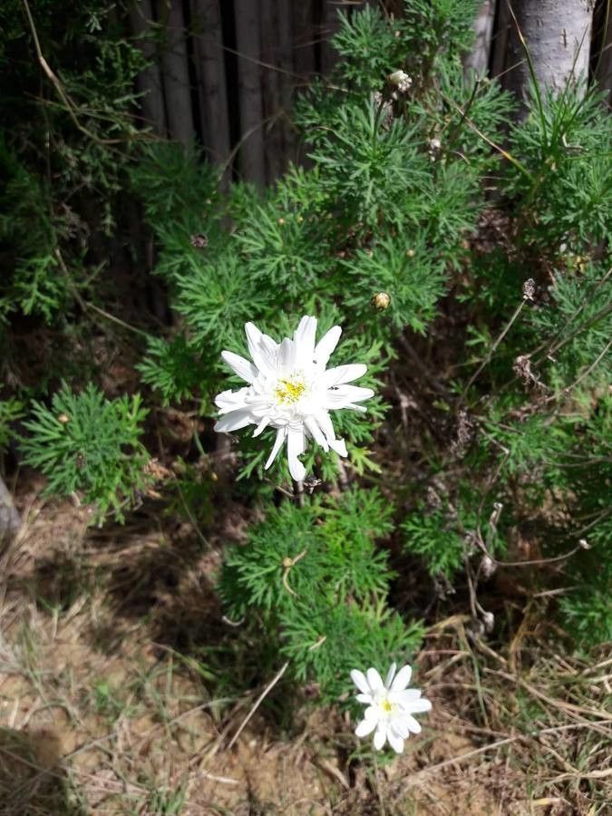 Tanacetum corymbosum flower