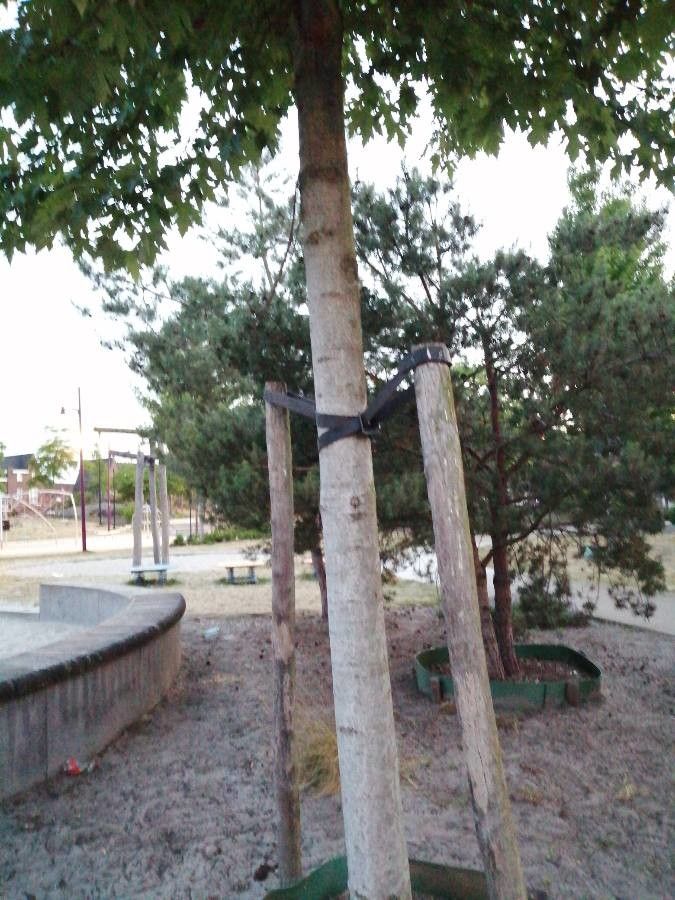 Eucalyptus mannifera flower