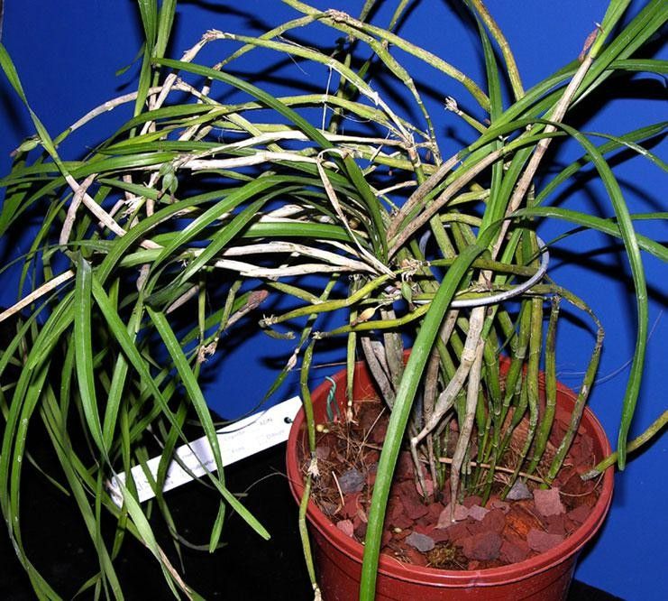 Scaphyglottis behrii other