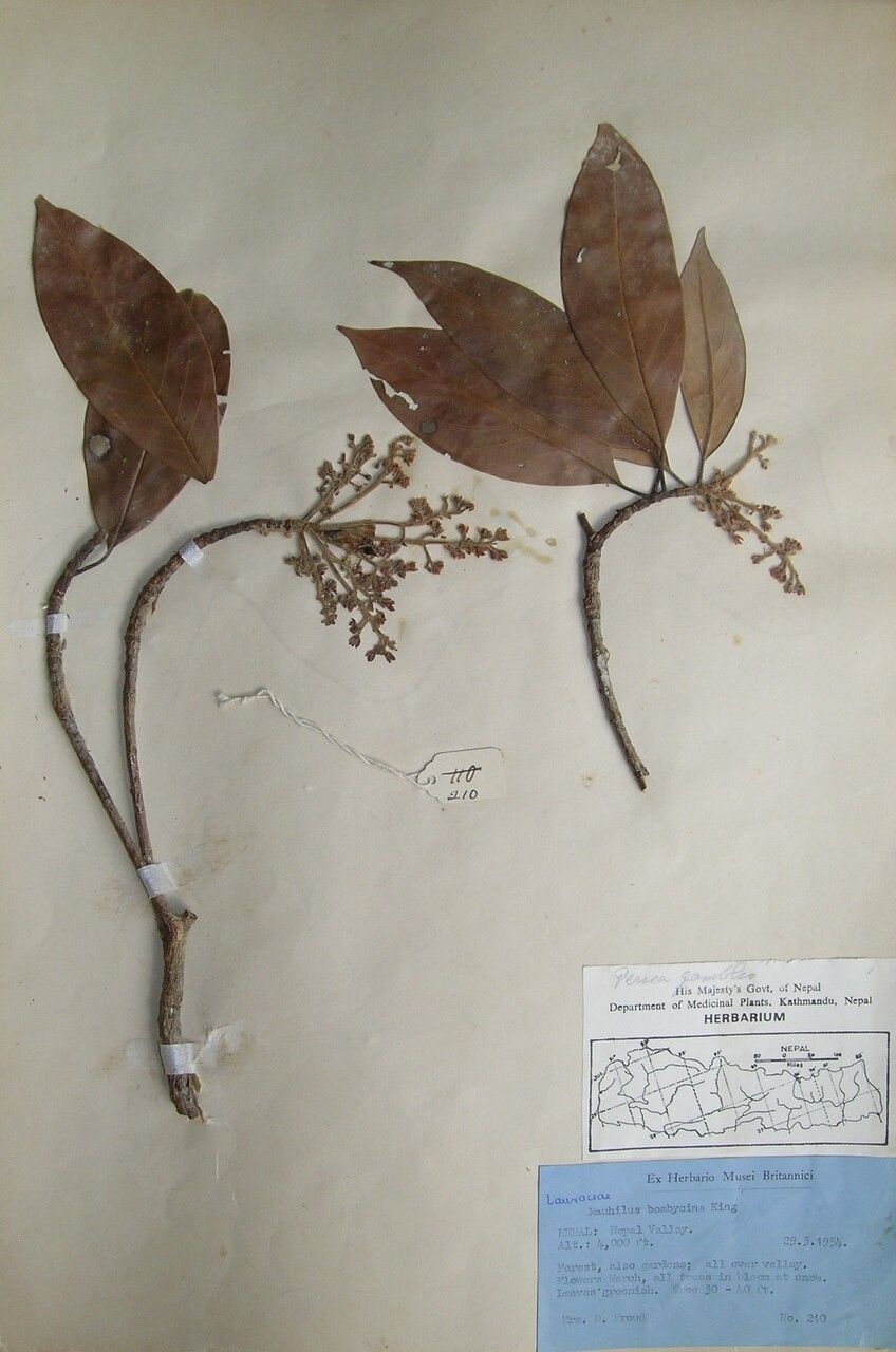 Machilus pubescens — houseplant care guide