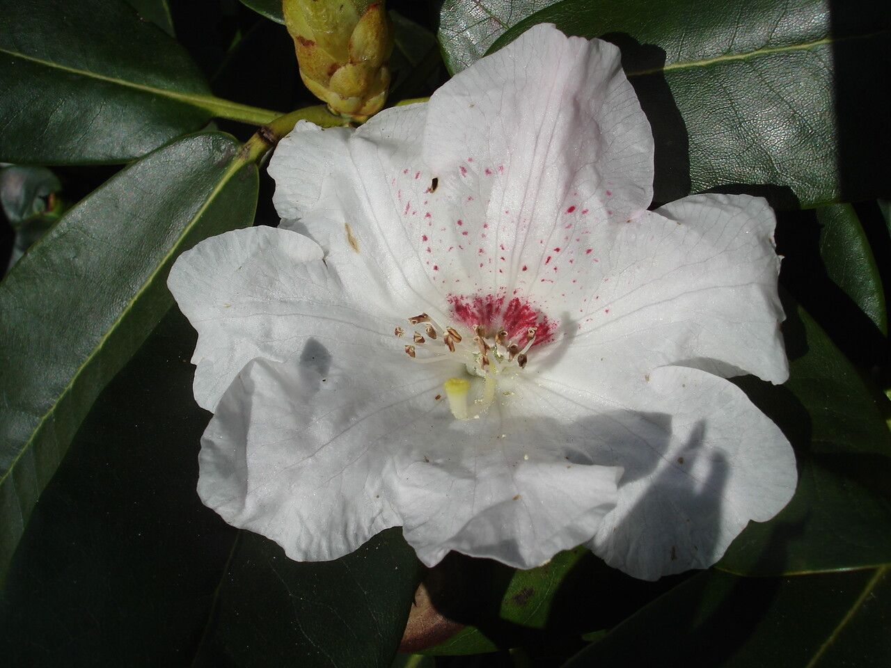 Rhododendron faberi flower