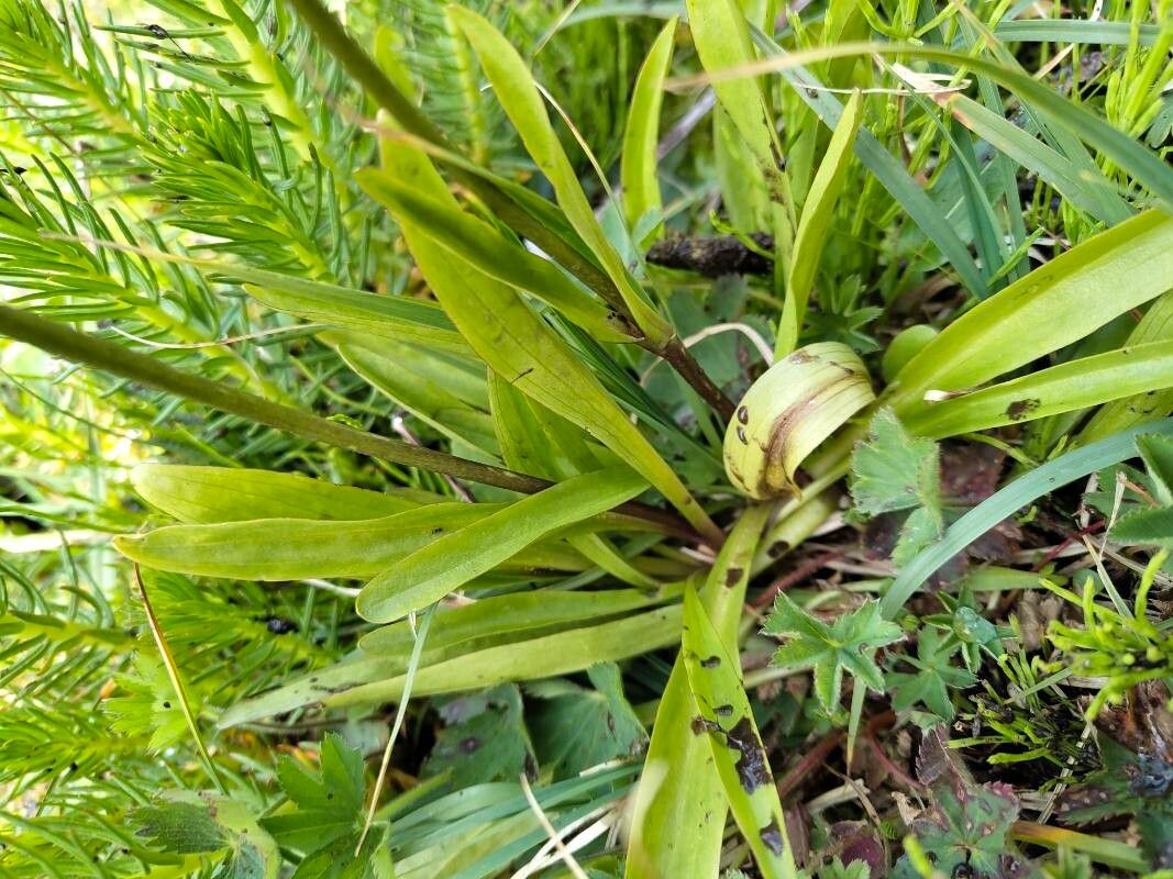 Swertia marginata — houseplant care guide