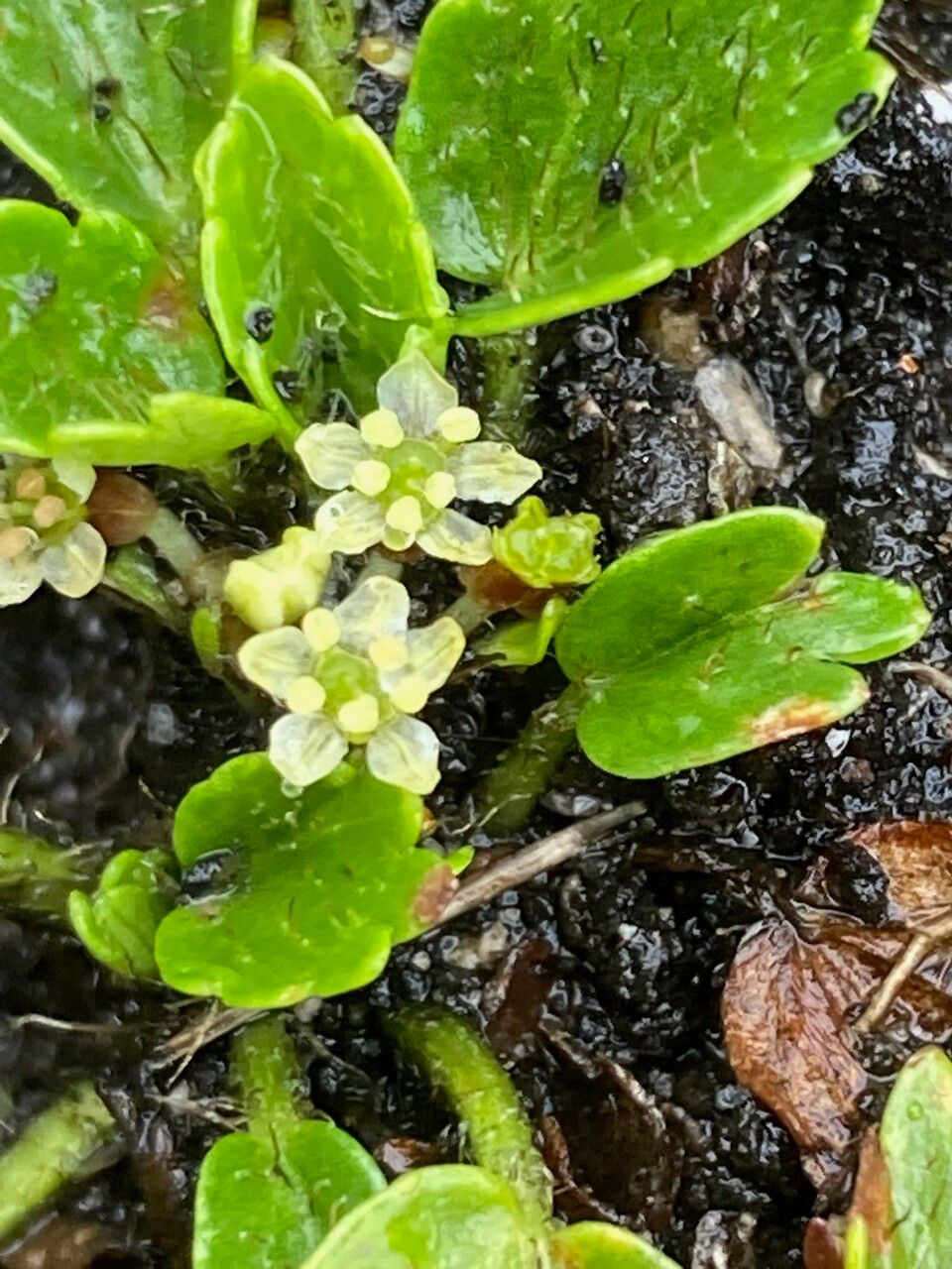 Azorella crenata flower