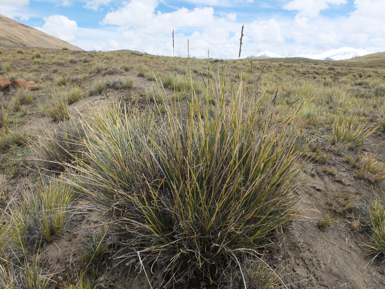 Festuca dolichophylla habit