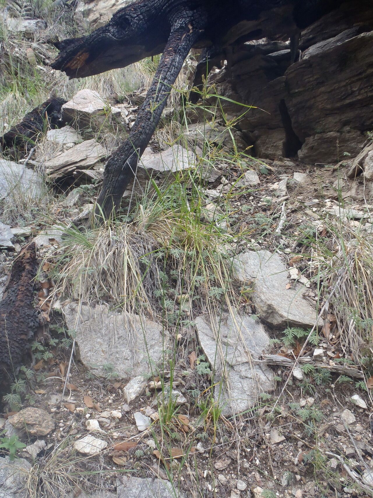Cyperus mutisii habit