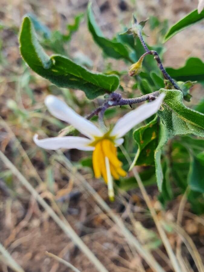 Solanum hastifolium flower