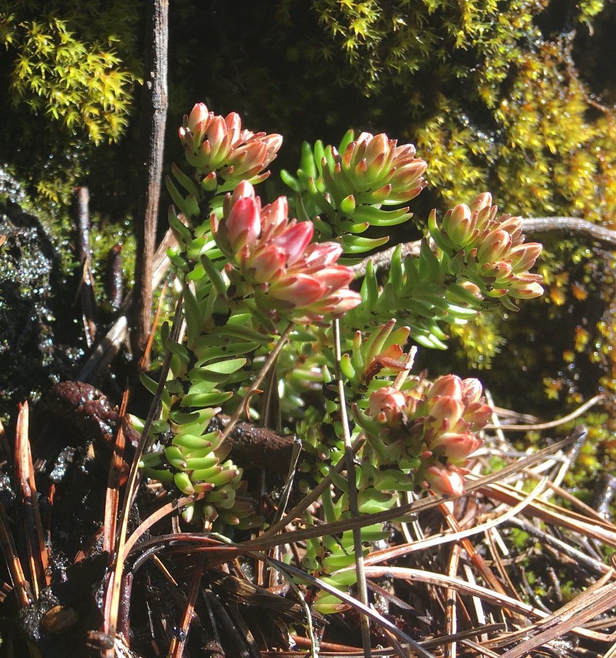 Sedum goldmanii leaf