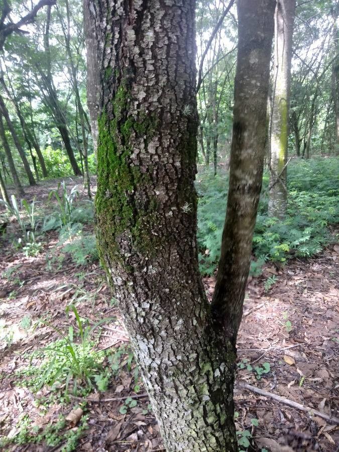 Parapiptadenia rigida bark