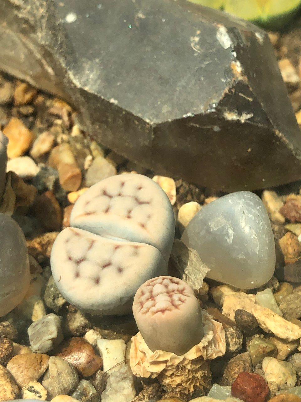 Lithops spp. fruit