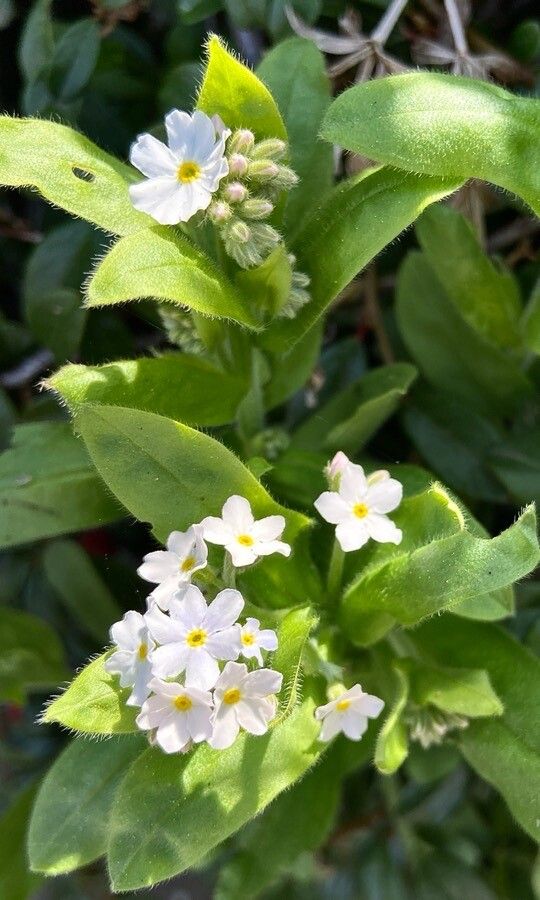 Myosotis martini flower