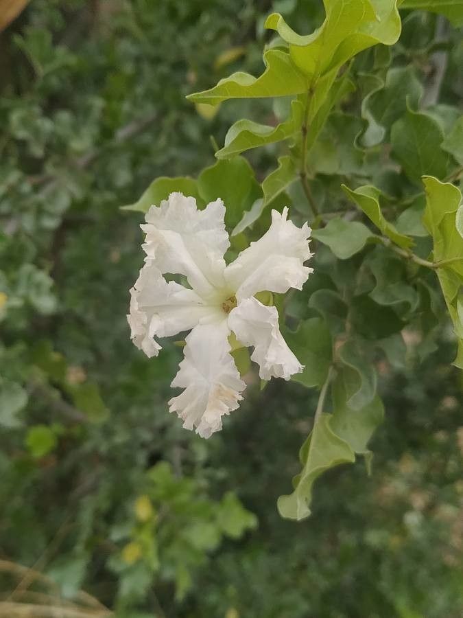 Dolichandrone falcata flower