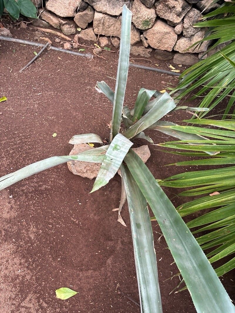 Aechmea floribunda — search result for 'Aechmea'