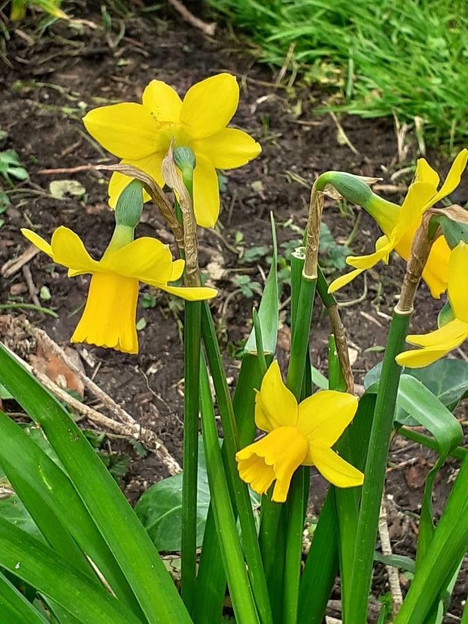 Narcissus jonquilla flower