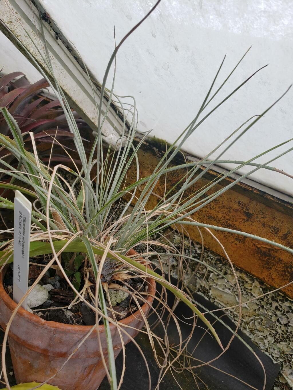 Tillandsia elizabethae habit