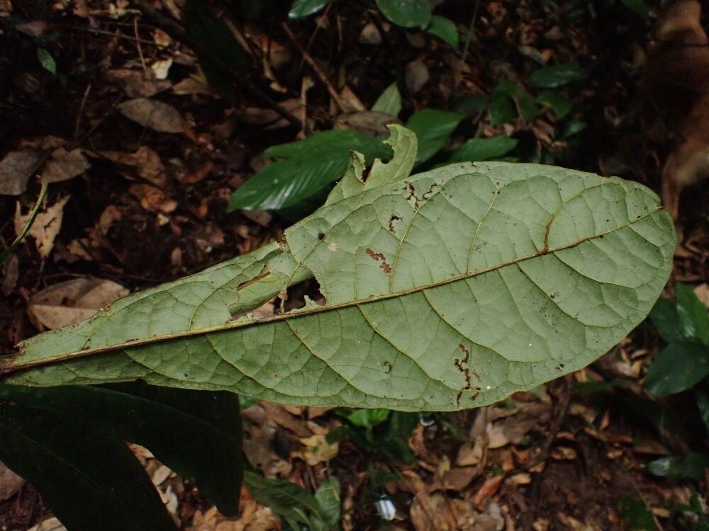 Acridocarpus macrocalyx — search result for 'Acridocarpus'