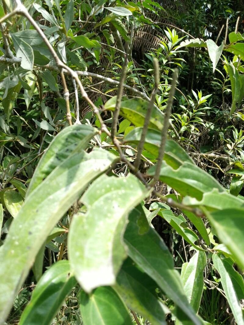 Piper cabagranum — houseplant care guide