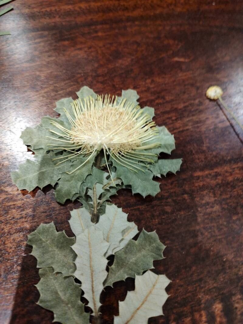 Banksia sessilis flower
