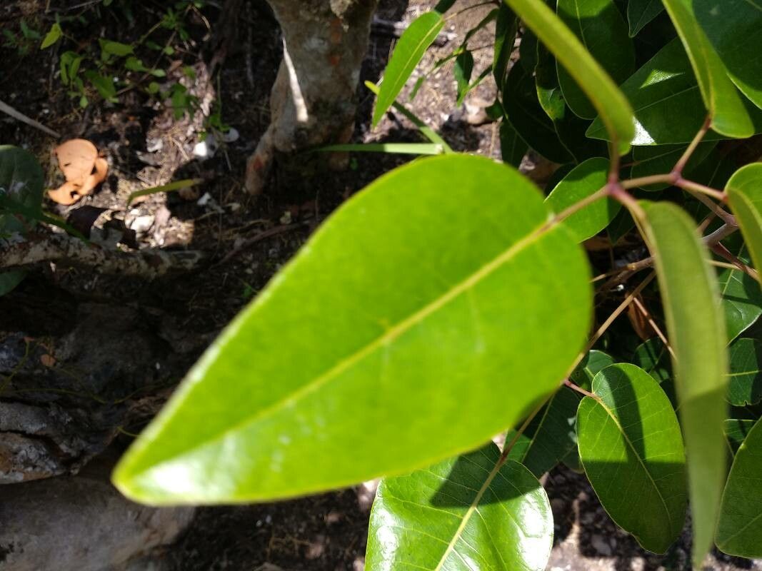Metopium toxiferum leaf