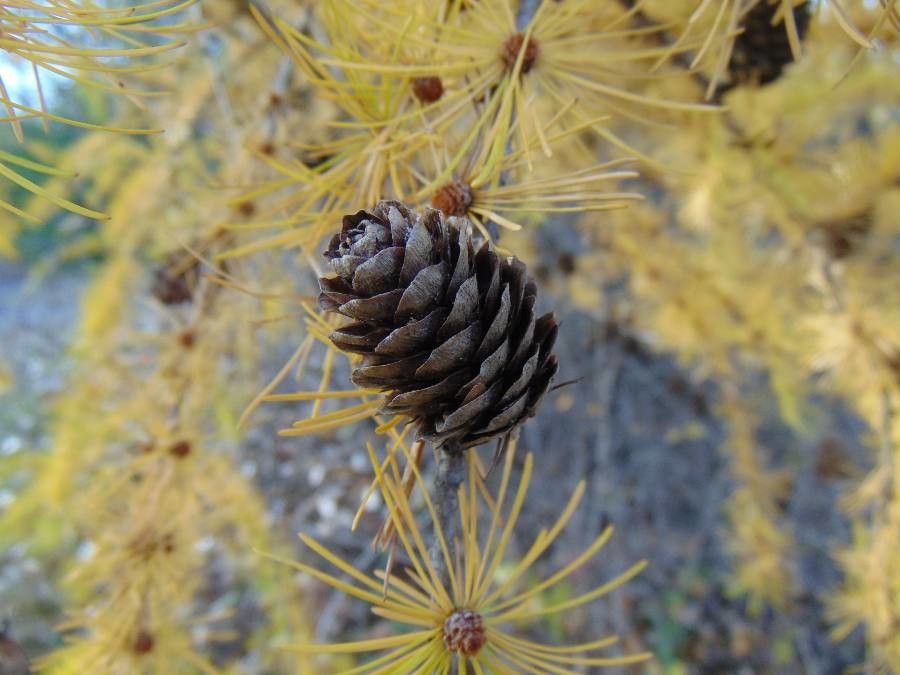 Larix laricina fruit