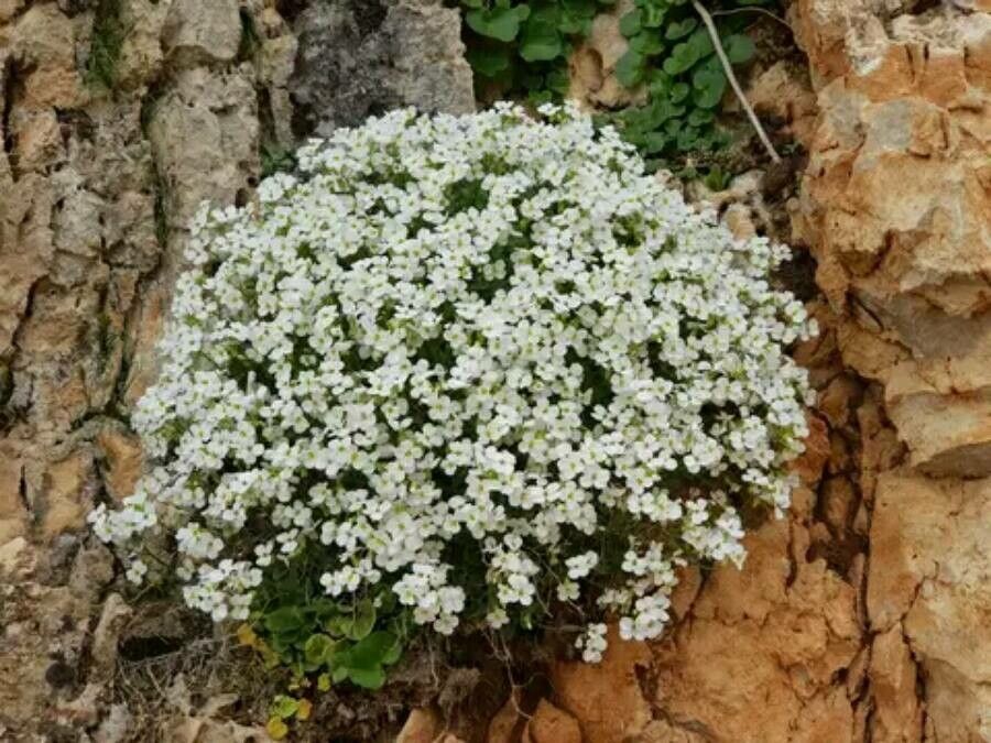 Arabis caucasica flower