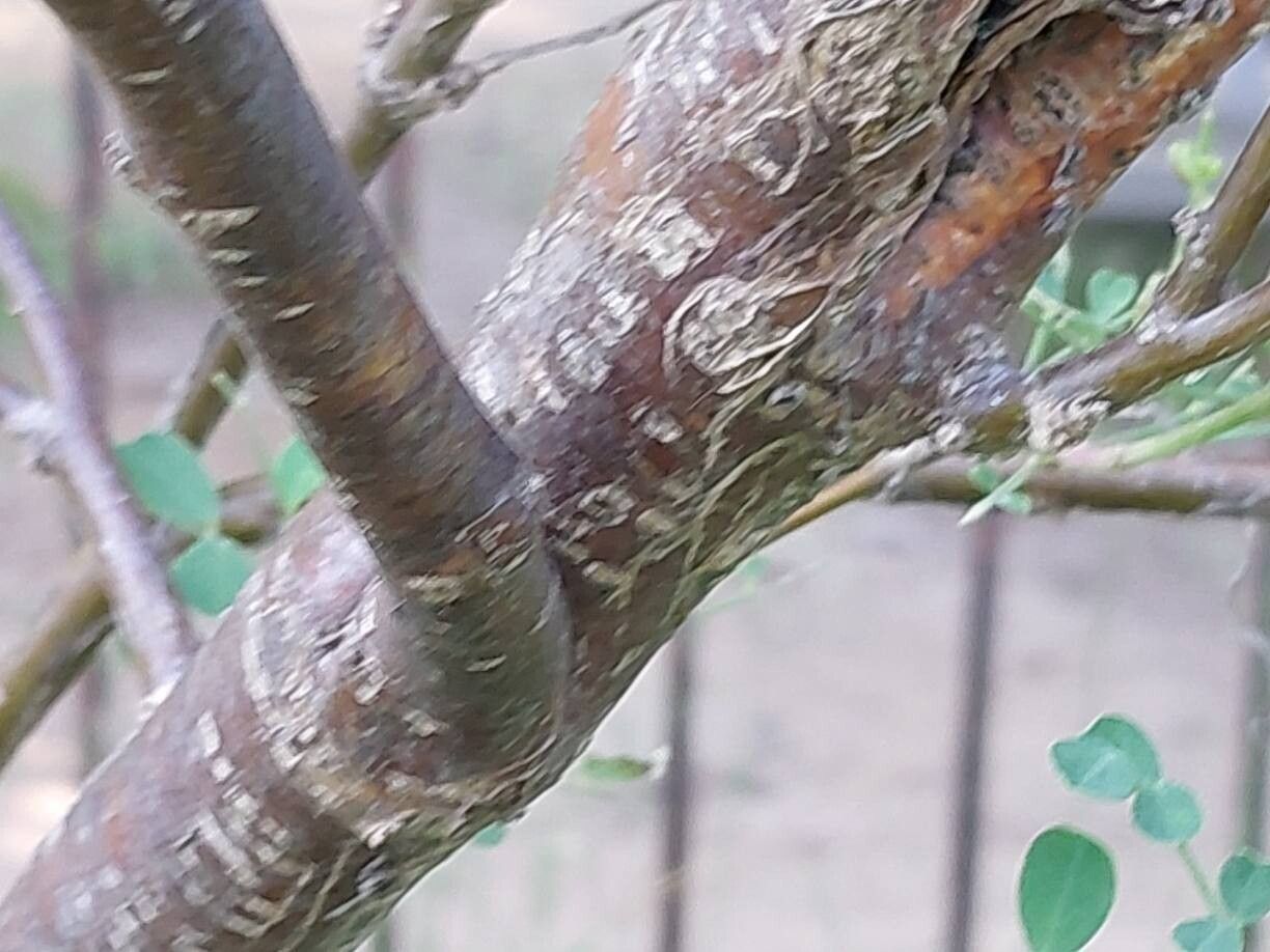 Colutea persica bark