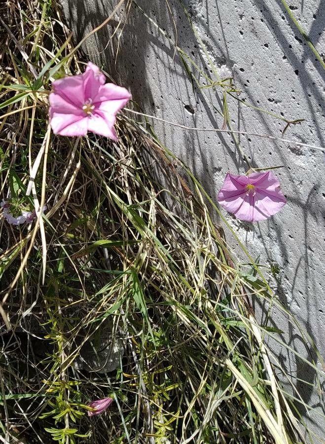 Ipomoea leptophylla — search result for 'Convolvulaceae'